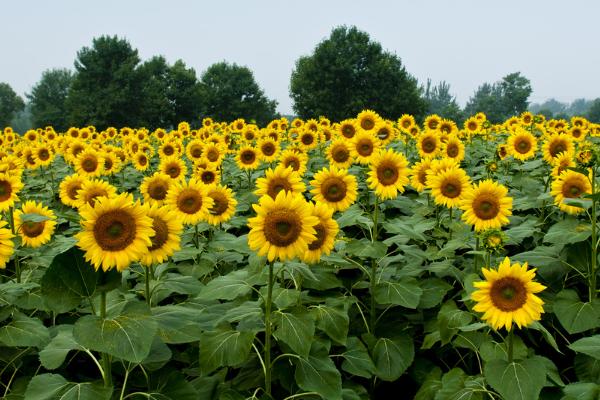 向日葵圖片大全 向日葵的寓意