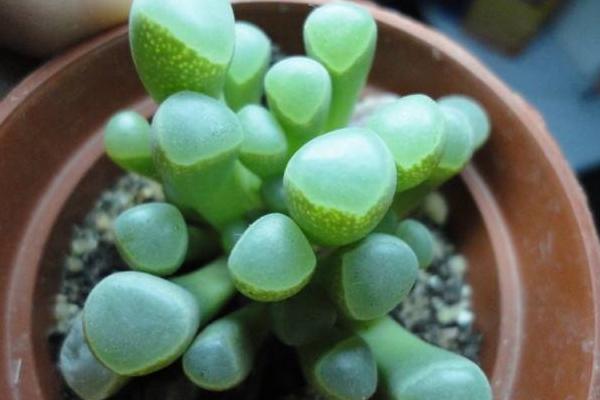 五十鈴玉怎么繁殖 五十鈴玉分株方法