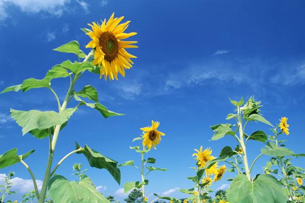 向日葵圖片大全 向日葵的寓意