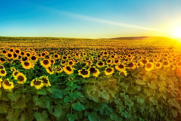 向日葵圖片大全 向日葵的寓意