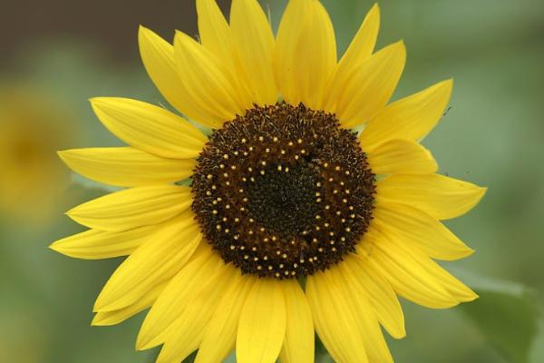 向日葵圖片大全 向日葵的寓意