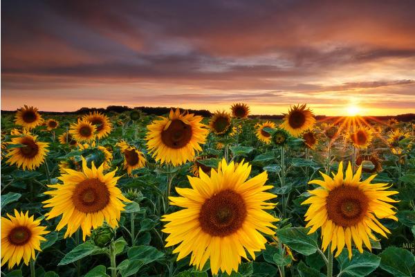 向日葵圖片大全 向日葵的寓意