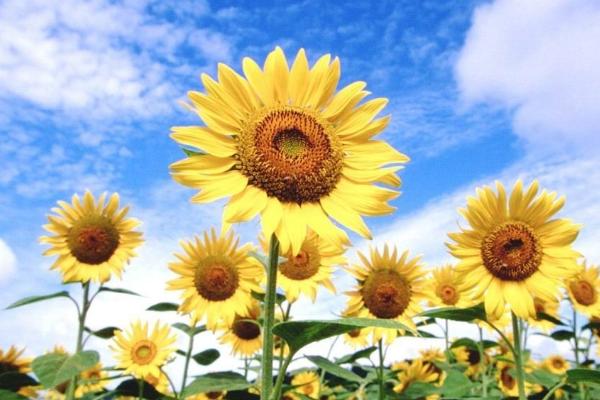 向日葵圖片大全 向日葵的寓意