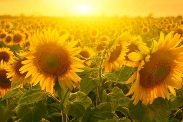 向日葵圖片大全 向日葵的寓意