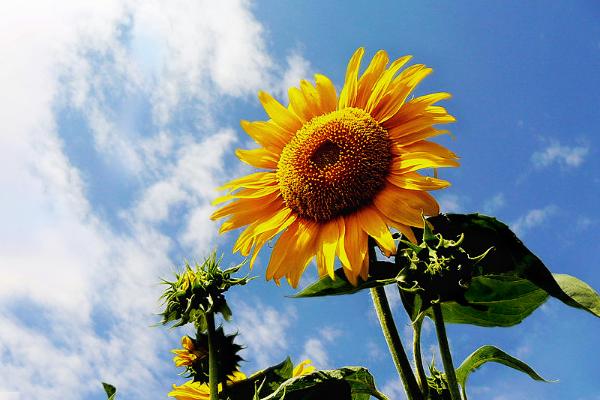 向日葵怎么種 向日葵種植方法與注意事項