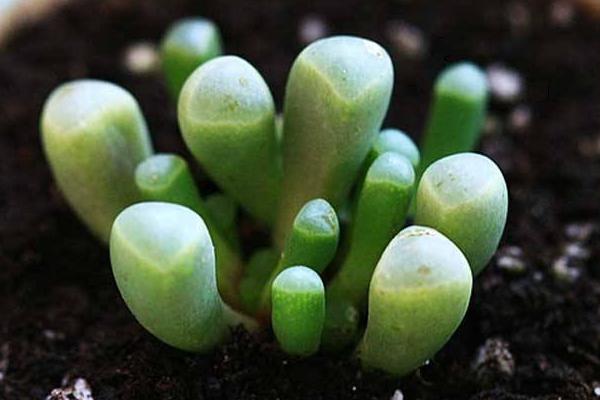 五十鈴玉開花嗎(什么時候開) 五十鈴玉用什么土