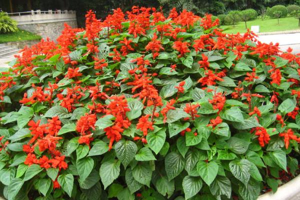 一串紅什么季節(jié)開(kāi)花 一串紅什么時(shí)候種