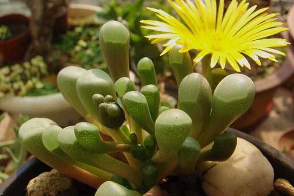 五十鈴玉開花嗎(什么時候開) 五十鈴玉用什么土