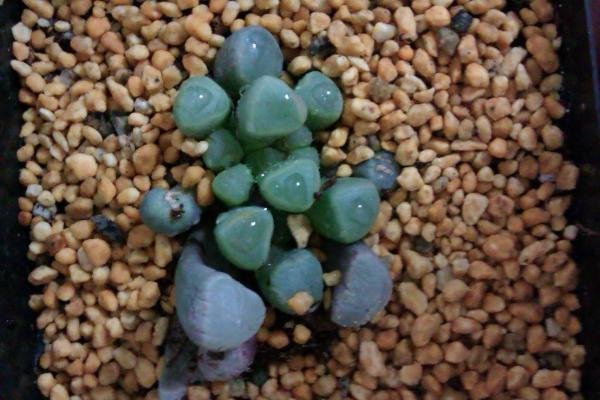 五十鈴玉開花嗎(什么時候開) 五十鈴玉用什么土