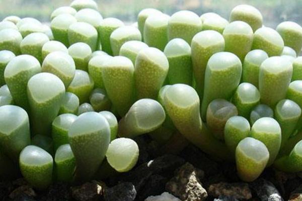 五十鈴玉開花嗎(什么時候開) 五十鈴玉用什么土