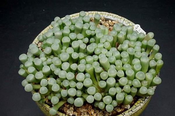 五十鈴玉開花嗎(什么時候開) 五十鈴玉用什么土