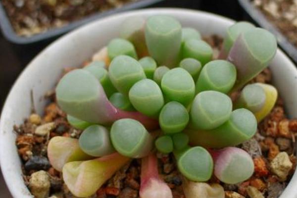 五十鈴玉開花嗎(什么時候開) 五十鈴玉用什么土