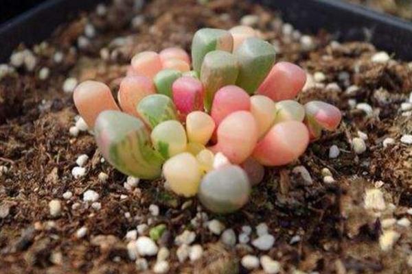 五十鈴玉開花嗎(什么時候開) 五十鈴玉用什么土