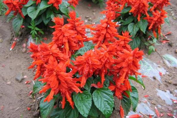 一串紅什么季節(jié)開(kāi)花 一串紅什么時(shí)候種