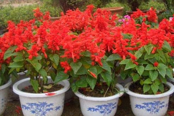 一串紅什么季節(jié)開(kāi)花 一串紅什么時(shí)候種