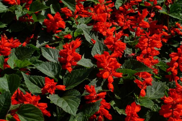 一串紅什么季節(jié)開(kāi)花 一串紅什么時(shí)候種