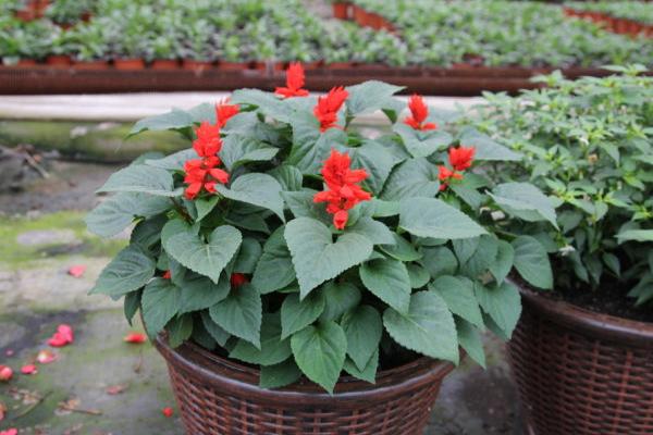 一串紅什么季節(jié)開(kāi)花 一串紅什么時(shí)候種