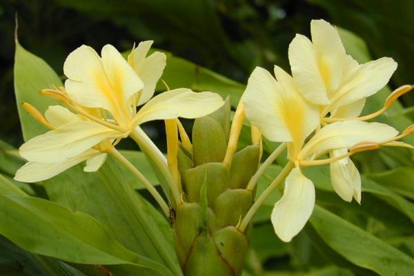 黃姜花的功效與作用及禁忌 黃姜花繁殖方法