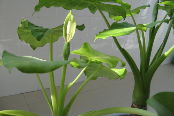 滴水觀音開花嗎 滴水觀音開花預(yù)示什么（有什么兆頭）