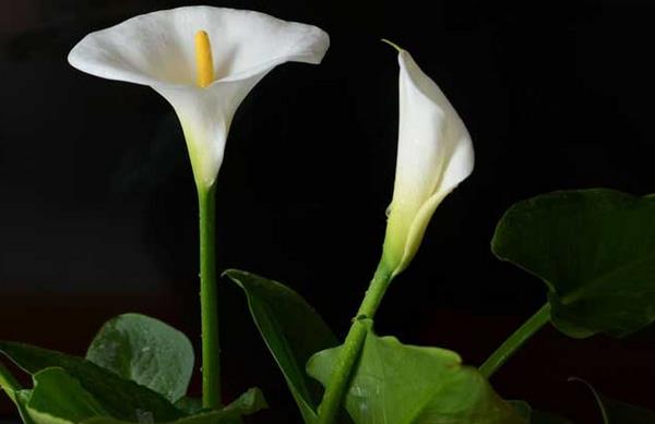 馬蹄蓮市場價格多少錢一束 馬蹄蓮的品種及特征