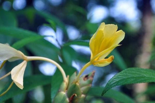 黃姜花有毒嗎 黃姜花的根能吃嗎