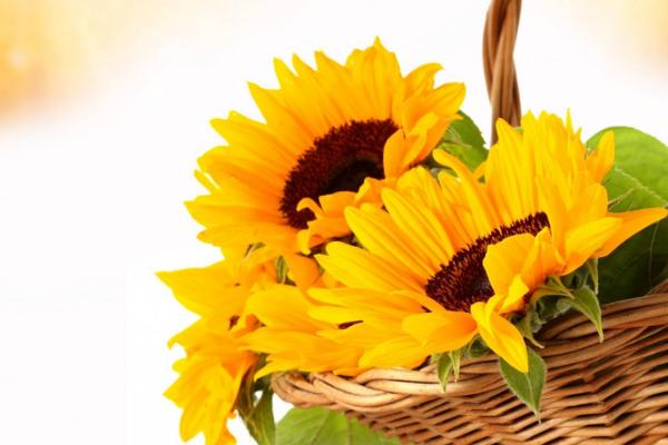 向日葵功效與作用及禁忌 向日葵葉子發黃怎么辦 