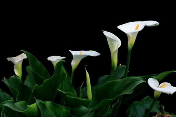 馬蹄蓮圖片大全 馬蹄蓮花語 馬蹄蓮寓意是什么