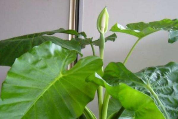 滴水觀音適合放在哪個(gè)地方 滴水觀音能放在臥室嗎（風(fēng)水角度）