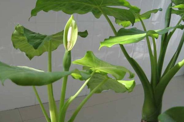 滴水觀音適合放在哪個地方 滴水觀音能放在臥室嗎(風水角度)