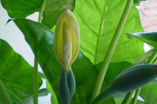 滴水觀音適合放在哪個地方 滴水觀音能放在臥室嗎(風水角度)