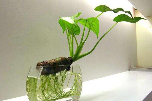 滴水觀音適合放在哪個地方 滴水觀音能放在臥室嗎(風水角度)