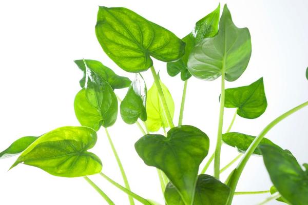 滴水觀音適合放在哪個地方 滴水觀音能放在臥室嗎(風水角度)