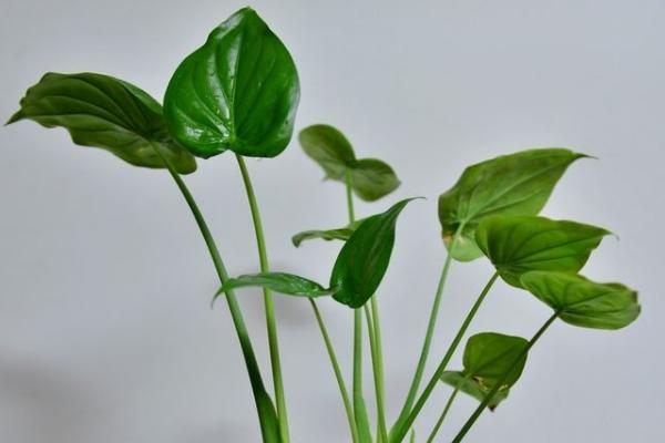 滴水觀音多久澆一次水（澆水方法及注意事項(xiàng)） 滴水觀音爛根的原因及解決辦法