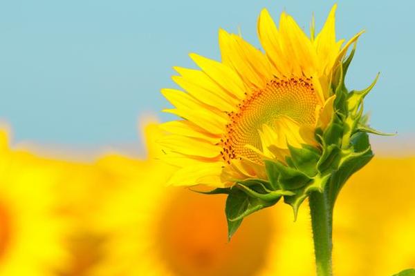 向日葵澆水方法 向日葵怎么施肥