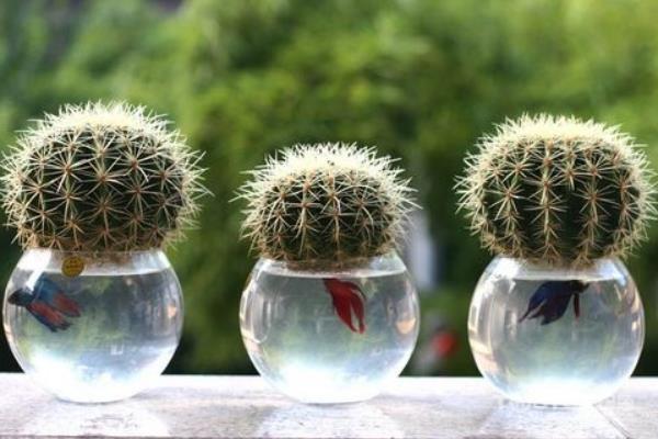 仙人球怎么澆水 仙人球種植方法