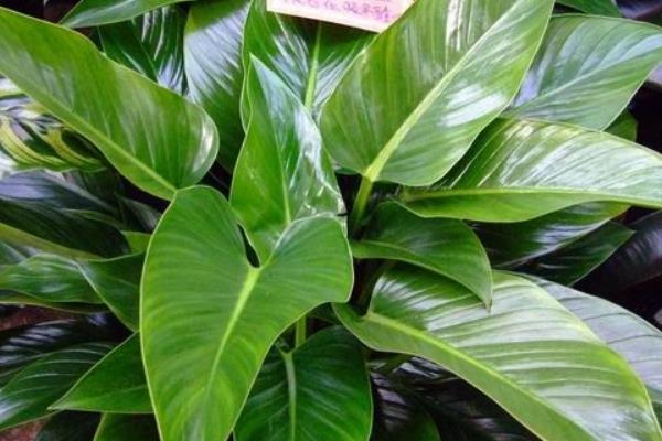 家庭養金鉆對風水的作用 金鉆可以放在臥室嗎