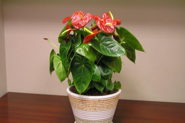 紅掌圖片大全 紅掌花語