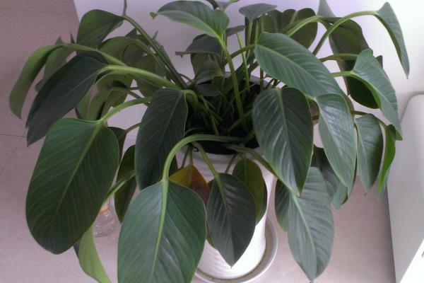 金鉆有毒嗎 金鉆吸甲醛嗎