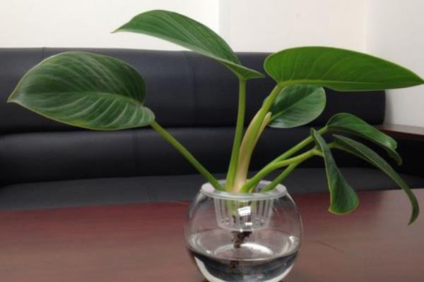 金鉆有毒嗎 金鉆吸甲醛嗎