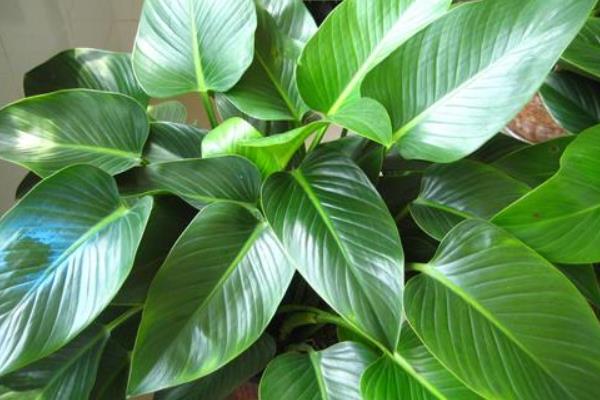 金鉆有毒嗎 金鉆吸甲醛嗎