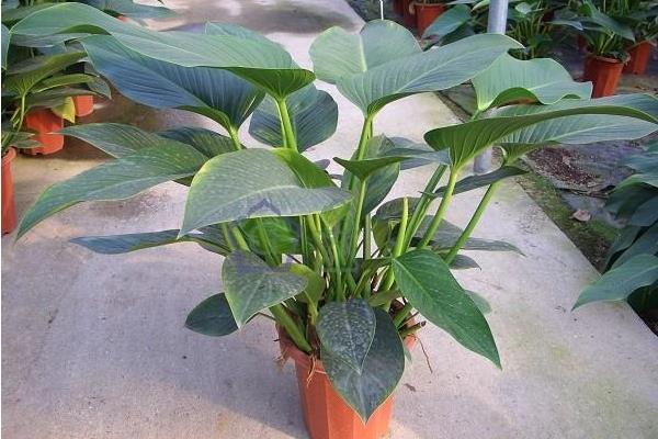 金鉆有毒嗎 金鉆吸甲醛嗎