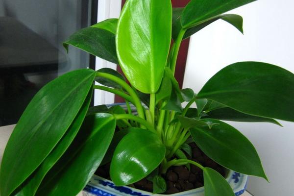 金鉆有毒嗎 金鉆吸甲醛嗎