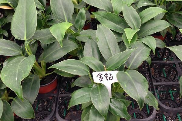 金鉆有毒嗎 金鉆吸甲醛嗎