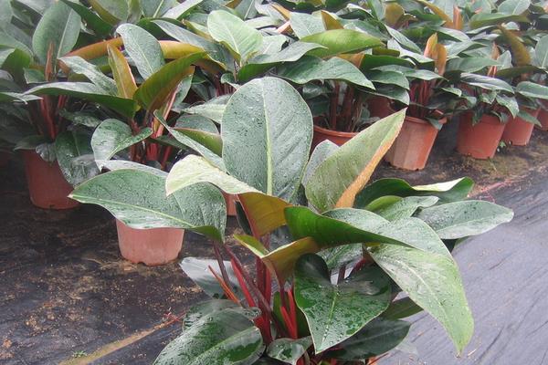 金鉆有毒嗎 金鉆吸甲醛嗎