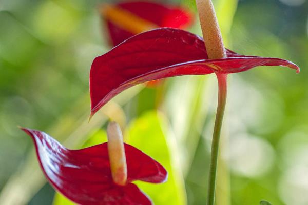 紅掌吸甲醛嗎 紅掌有毒嗎