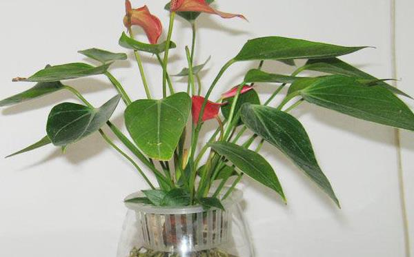 家庭養紅掌的風水作用 養紅掌寓意（有什么好處）