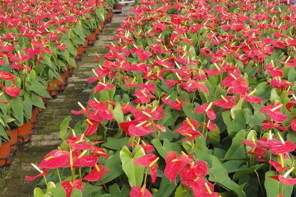 紅掌和火鶴花的區(qū)別是什么  紅掌的品種