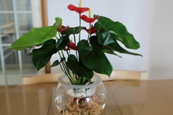 水培紅掌的養殖方法 水培紅掌葉子發黃的處理方法