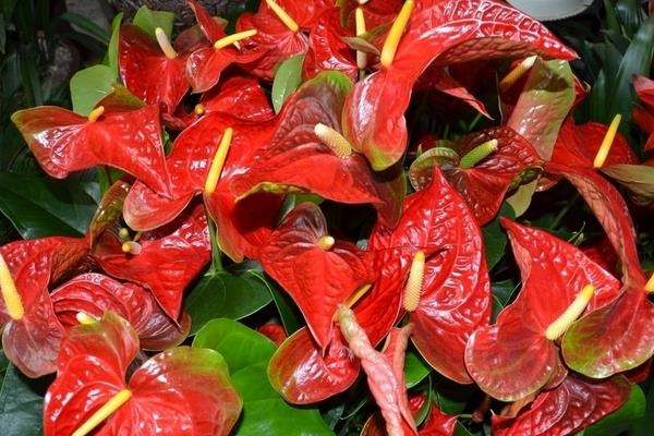 紅掌多長時間澆一次水 紅掌換盆注意事項