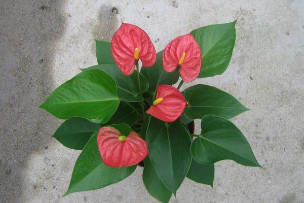 紅掌用什么肥料最好 紅掌施肥方法